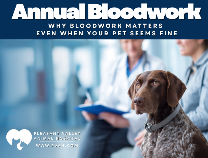 Why Bloodwork Matters Even When Your Pet Seems Fine