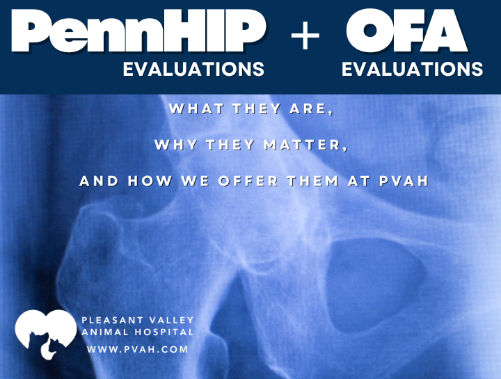 PennHIP and OFA Evaluations: What They Are, Why They Matter, and How We Offer Them at PVAH