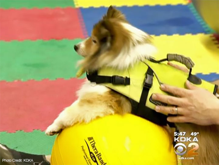 AnWell's Doggie Fat Camp featured on CBS Pittsburgh