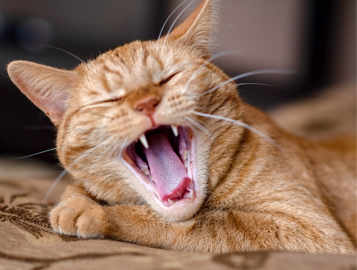 Take 20% Off Your Pet's Dental Cleaning This February/March