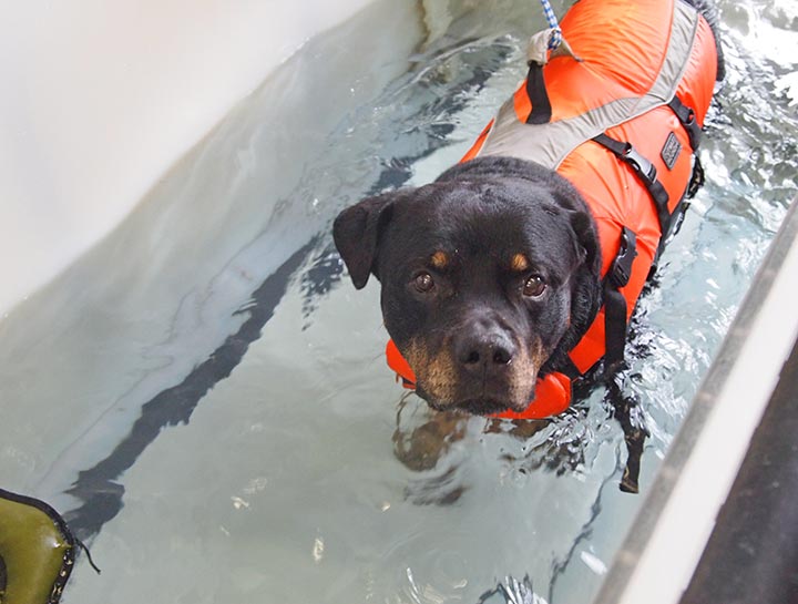 Dog water therapy at sales home